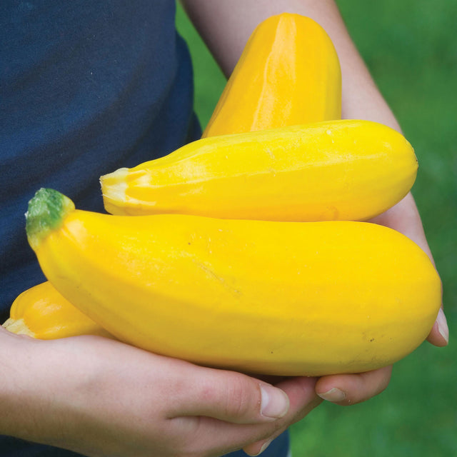 Burpee Seeds & Plants: Garden Staple Since 1876