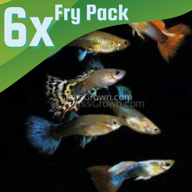 Glass Grown Aquatics: Live Plants and Fish for Beginner Tanks