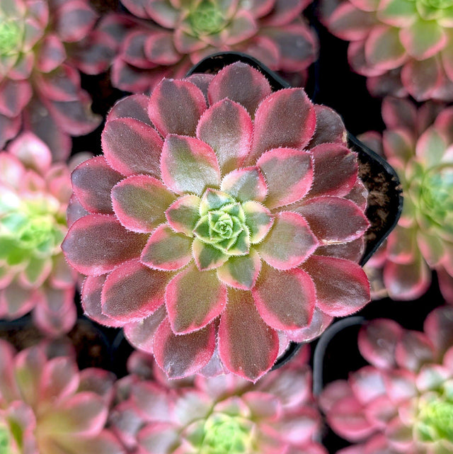 Leaf & Clay Plant Delivery: Rare Houseplants Online