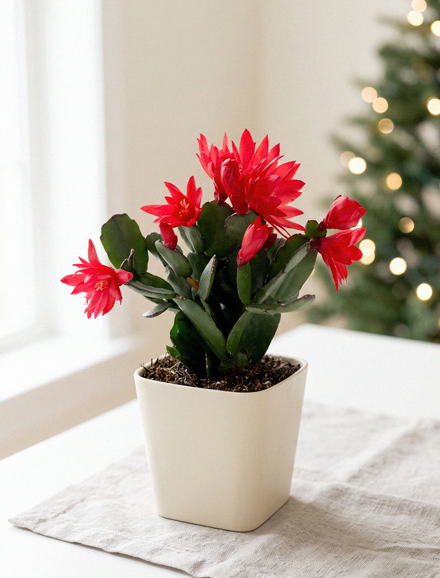 Lula's Garden: Succulent Gifts with Purpose