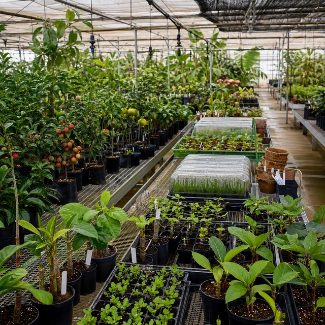 Sow Exotic: Rare Tropical Plants Delivered Home