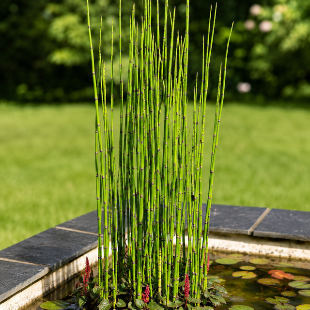 Tennessee Wholesale Nursery: Bulk Plants at Wholesale Prices
