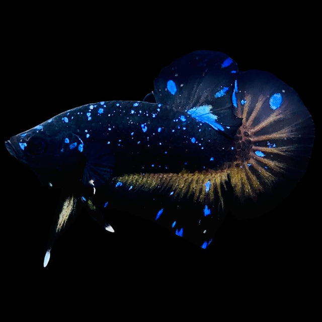 Thailand Betta Fish: Rare & Competition-Grade Bettas