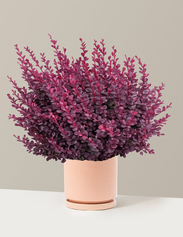 The Sill plant delivery and indoor greenery shopping