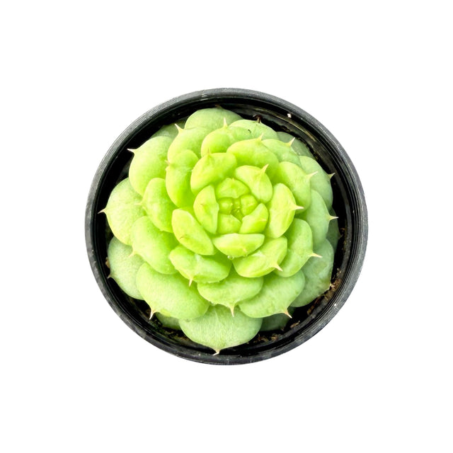 The Next Gardener: Rare Succulents and Gardening Supplies