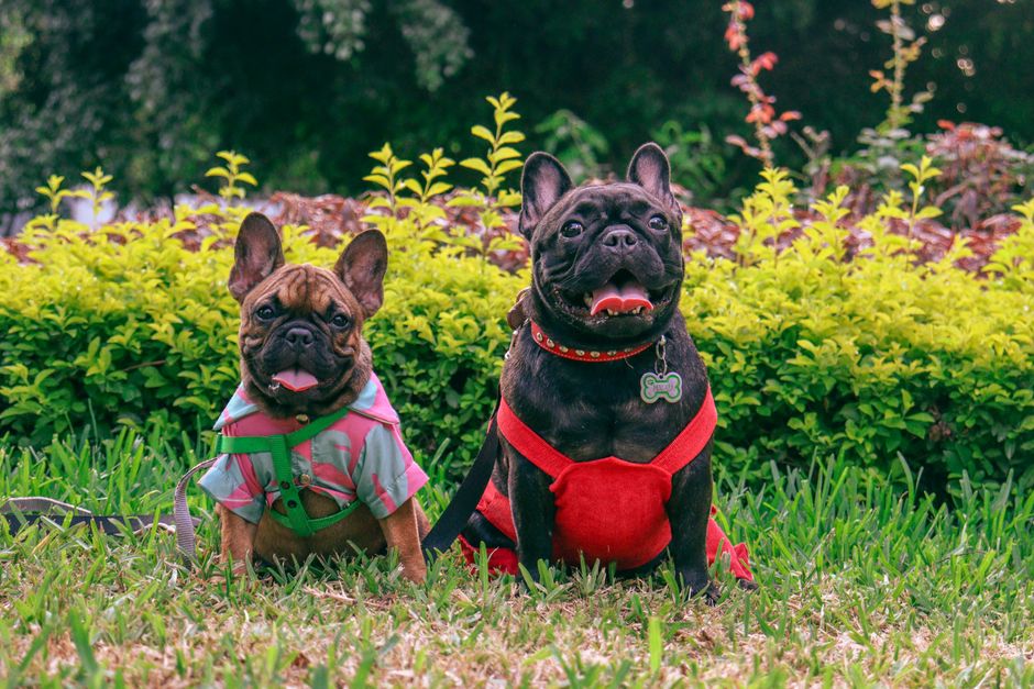 DOGTV Streaming: Calm and Entertaining TV for Dogs
