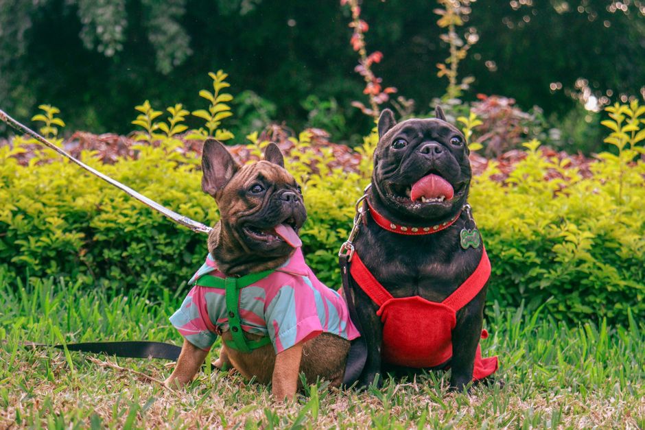 Dogo App: Gamified Dog Training at Your Fingertips