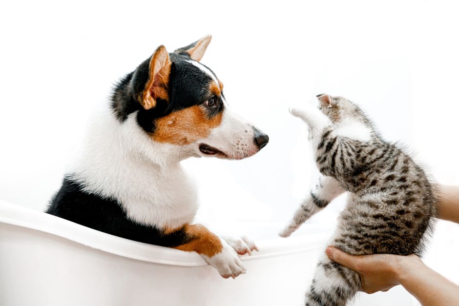 Maven Pet Health Tracker: Early Detection for Pets