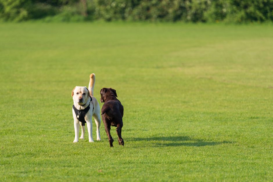Poodled Store: Pet Supplies and Accessories